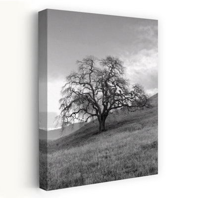 Coastal Oak Series No. 17 - Landscapes Photography Trees Art