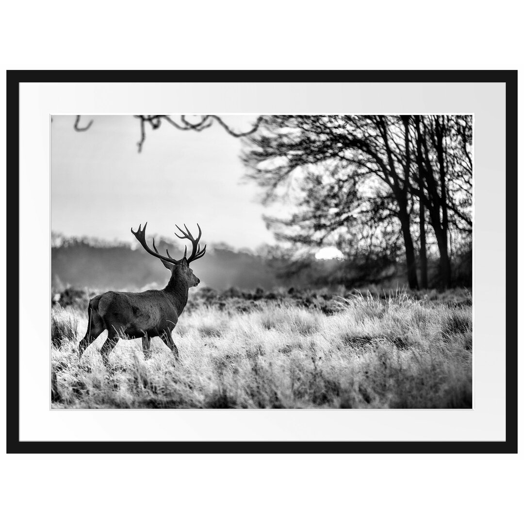 Gerahmtes Poster Hirsch im Sonnenuntergang