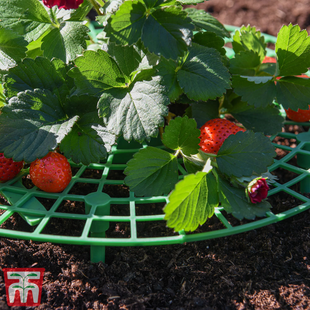 Ecklund Strawberry Plant Support Frame (x1)
