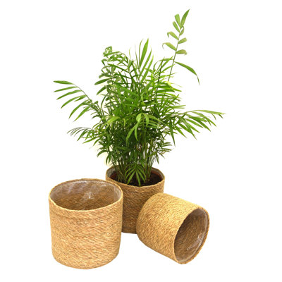 Indoor Planter Basket Natural Seagrass Three Set - 25cm, 20cm & 17cm Diameter