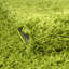 Tapis vert Torun-792322441