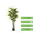 Artificial Bamboo Tree In Nursery Pot-1752342310