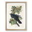 Raven by John Audubon - Picture Frame Painting Print-55601484-55601490
