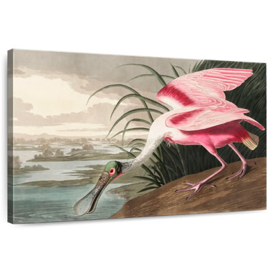 Spatule rosée Brampt