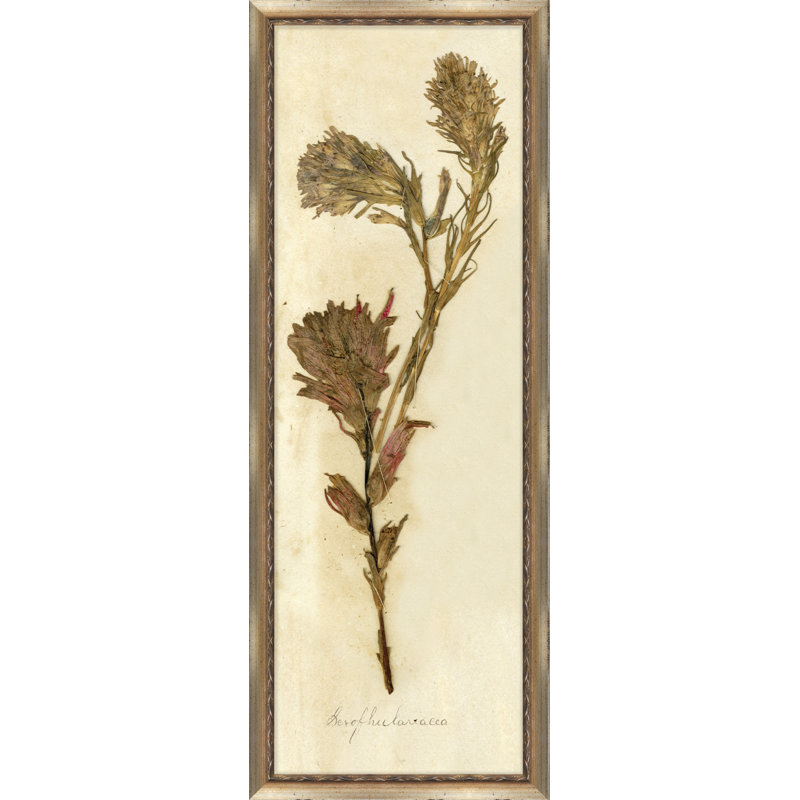 Napa Valley 1872 Herbarium VII - Cadre photo, impression sur papier