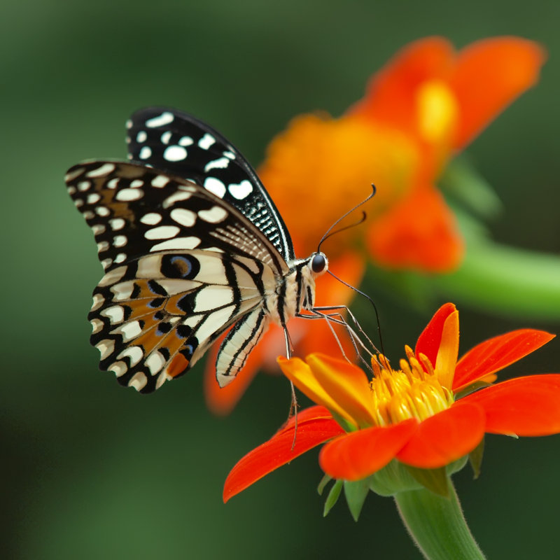 Soldado Lime Butterfly - Wrapped Canvas Print, 30cm H x 30cm W x 3.8cm D