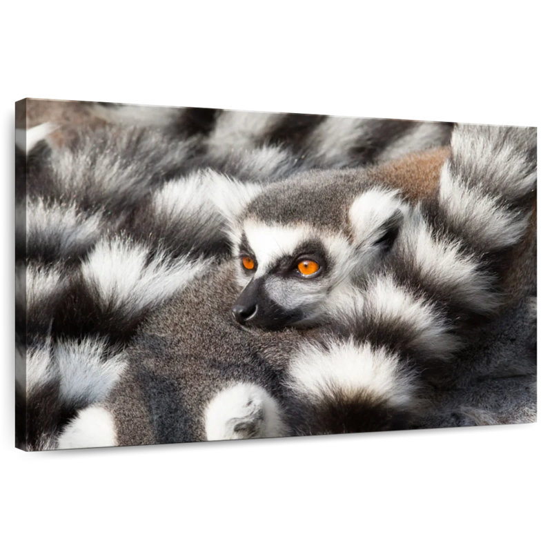 Crowle Ring-Tailed Lemur, 26" H x 39" W
