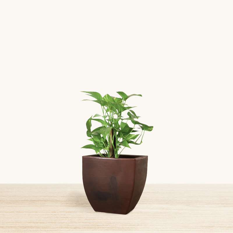 Jardinière écologique d'intérieur / extérieur Vinesha ECOBO, H 11,8 po x l 11,8 po x P 11,8 po, Brun, 1