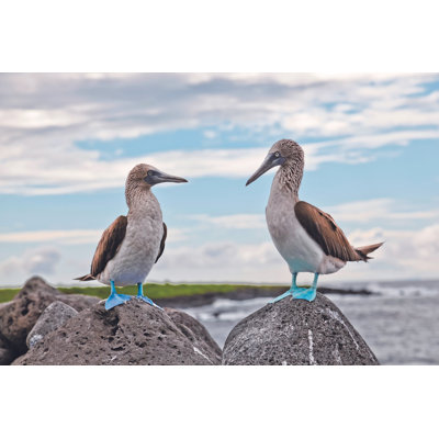Blue-Footed Booby - Wrapped Canvas Print