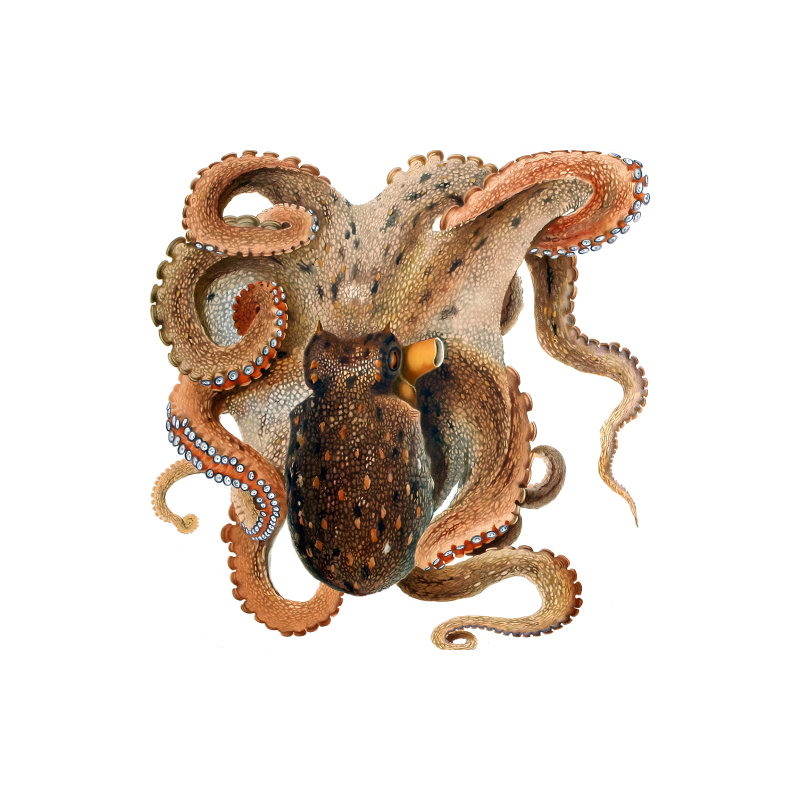 SP13528 Octopus