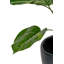 120cm Faux Plant in Cement Pot