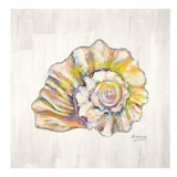 Conch Shell (Cream) Print by JP Kilkenny