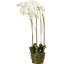 Conservatory Faux Orchid Plant