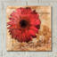 «Gerbera Italia» par Art Licensing Studio, art mural en verre acrylique-838673166