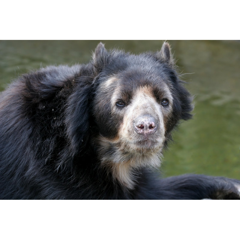 Spectacled bear, 61cm H x 91cm W