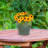 Ailynn Round Imperial Ceramic Outdoor Planter-1857609948-1857609946
