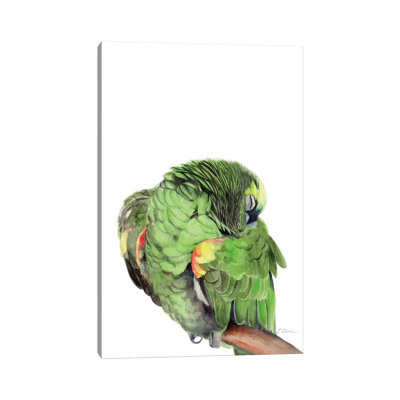 Sleeping Amazon Parrot 1 Piece Wrapped Canvas Wall Art