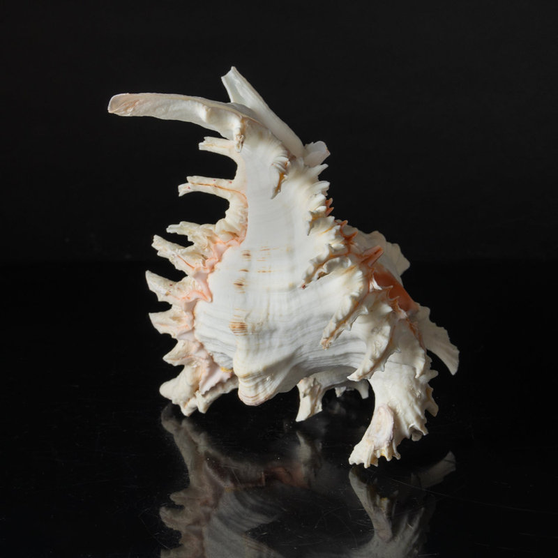 Genuine Ramose Murex Shell (2.5 Lbs)