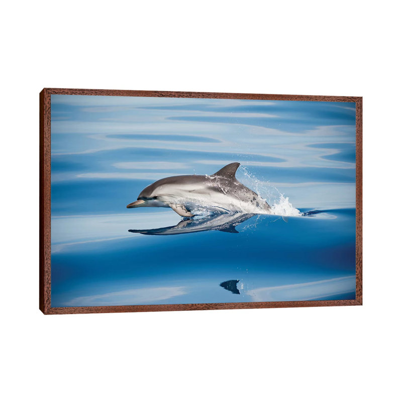 Striped Dolphin by Mirko Ugo - Print on Canvas, 66.04cm H x 101.6cm W x 3.81cm D, Classic Brown Wood Floater Framed