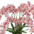 Pink Orchids Arranges in Square Fiberstone Planter