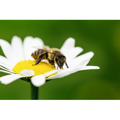 " Bee Collects Honey " by Sivivolk