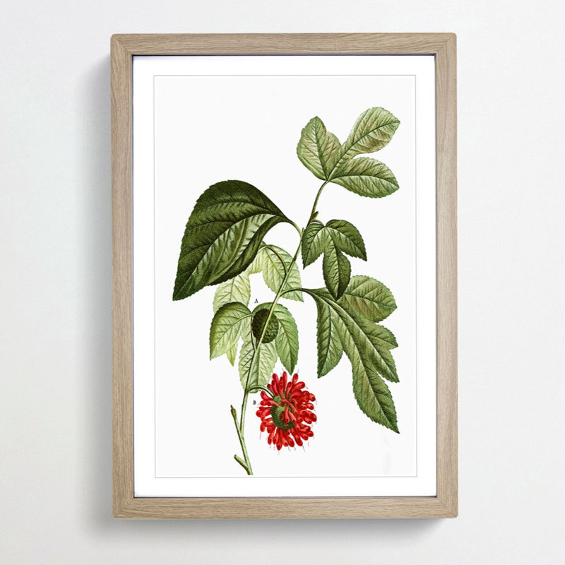 Red Mulberry Tree by Pierre-Joseph Redoute - Picture Frame Painting Print, 65cm H x 48cm W x 2cm D, Oak Framed