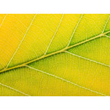Autumn Leaf Print by Philippe Monthoux