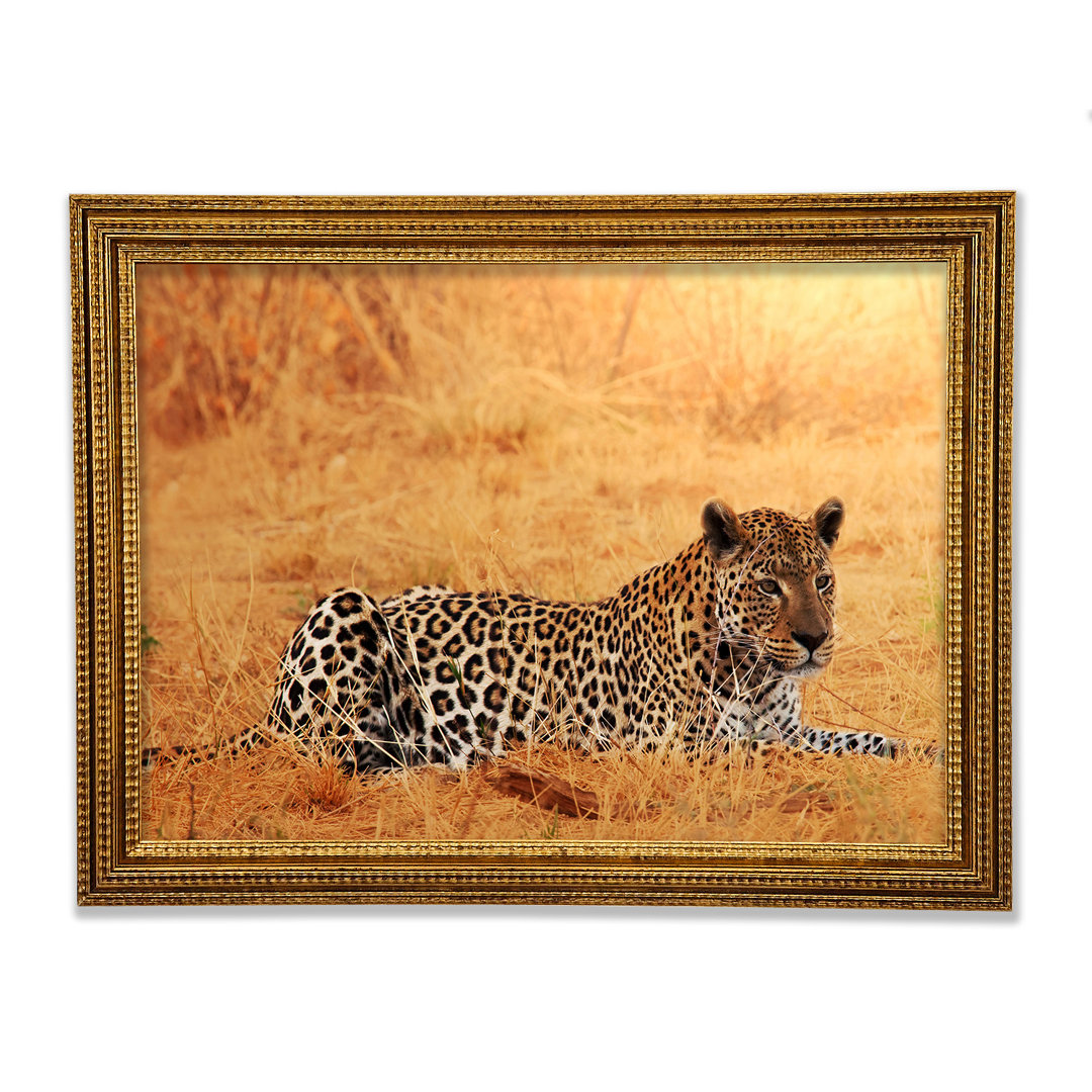 Leopard Waiting - Druck