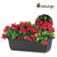 Bougain d'extérieur Fuschia. Pot à fleurs-174398000
