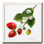 Strawberry Study II, reproduction d’art encadrée-243089460-243089463-239213638