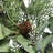 D24" Foliage/Cedar Wreath, Green