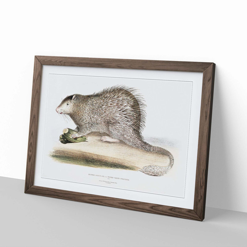 Porcupine Illustration by John Edward Gray - Picture Frame Painting Print, 60cm H x 91cm W x 2cm D, Walnut