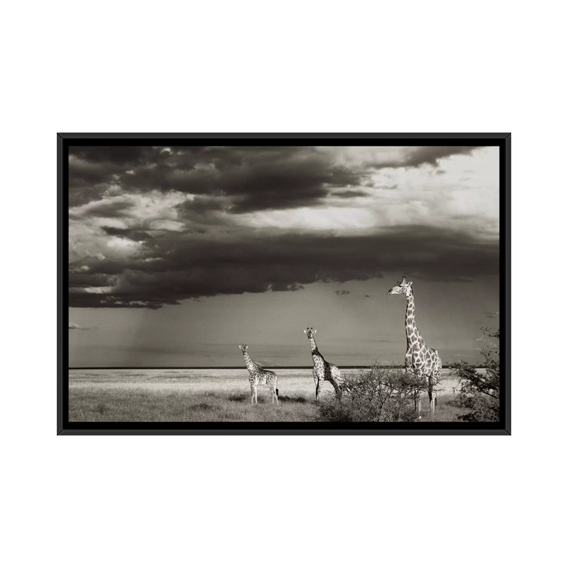 B&W Giraffe Trio by Klaus Tiedge - Print on Canvas, Black Framed, 101.6 cm H x 66.04 cm W