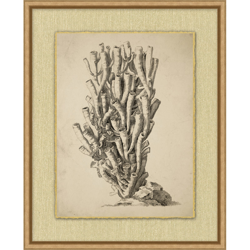 Sepia Sealife 10 Print