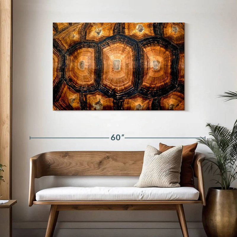 Carapace de tortue, H 30 po x l 45 po