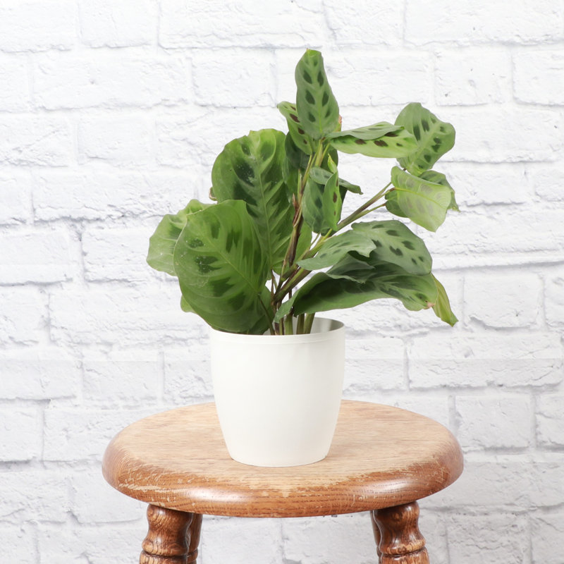 Live Green Prayer Plant in Classic Pot, White