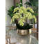 Roberi bowl with multiple stems of white Phalaenopsis orchids-1108591849-1108591851