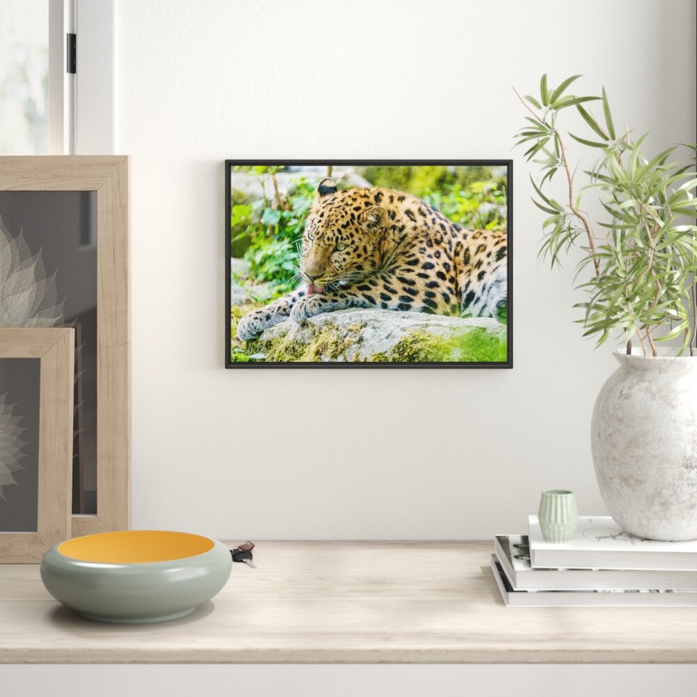 Gerahmtes Wandbild Leopard beim Putzen