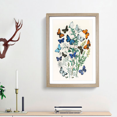 Butterflies & Moths by W.F. Kirby - Picture Frame Art Print
