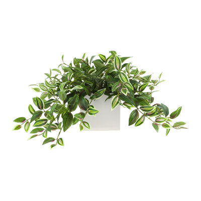 Tradescantia Zebrina Arranged In Ceramic Vase