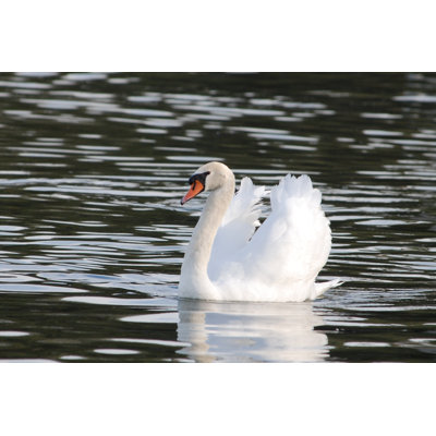 " Swan Lake " by Nikonphotog