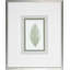 Fern3 Print