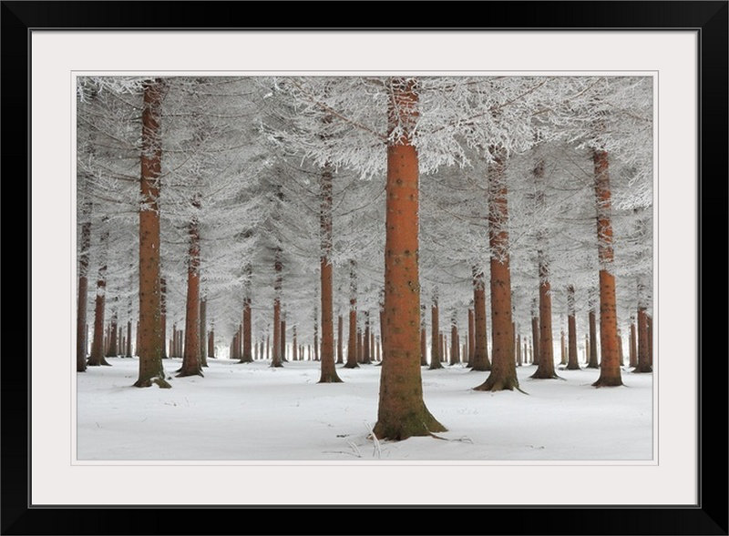 «Straub Magical Forest» par Dragisa Petrovic - reproduction de photo, Cadre noir, H 28 po x l 38 po x P 1 po