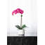 Arrangement floral orchidée en pot-70050663