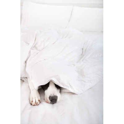 Dog by Christopherbernard