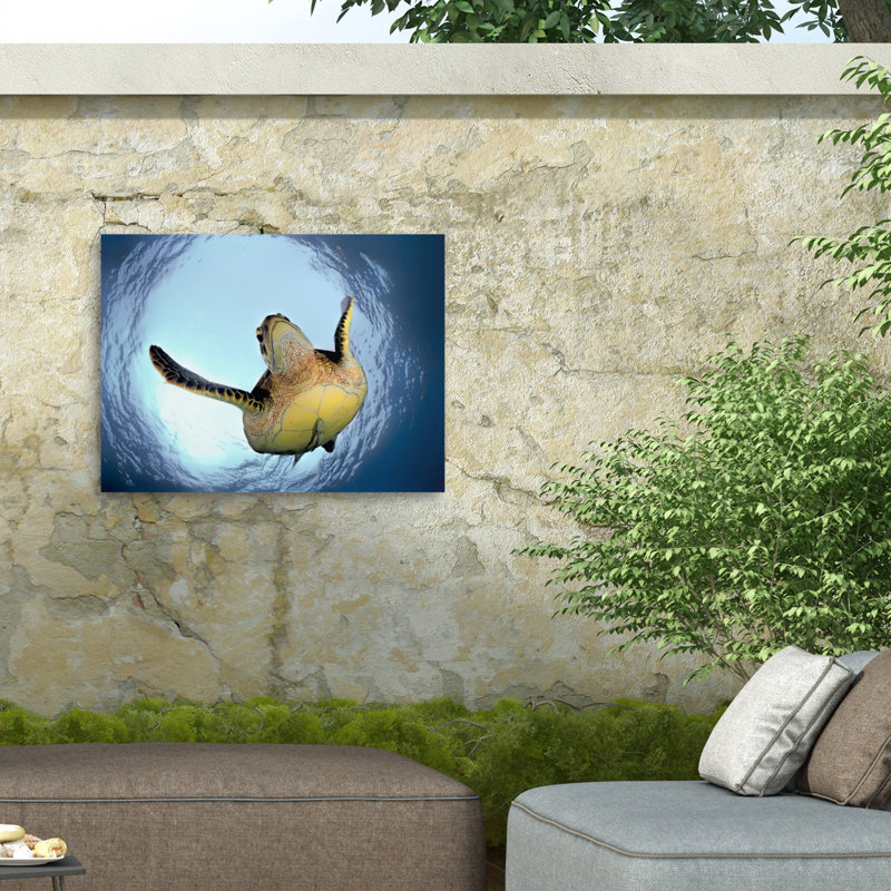 «Green Turtle In Snells Window on Canvas» par Henry Jager, reproduction, H 18 po x l 24 po