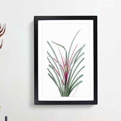 Plumier's Bromelia Flower by Pierre-Joseph Redoute - Picture Frame Painting Print