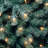 North Valley Blue Spruce Tree with Clear Lights-124613133