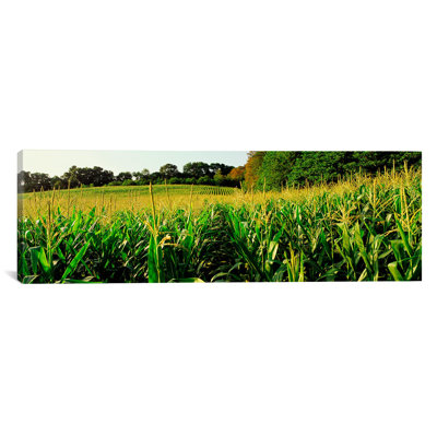 " Cornfield, Baltimore County, Maryland, USA " by Panoramic Images