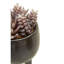 25cm Faux Succulent in Ceramic Pot